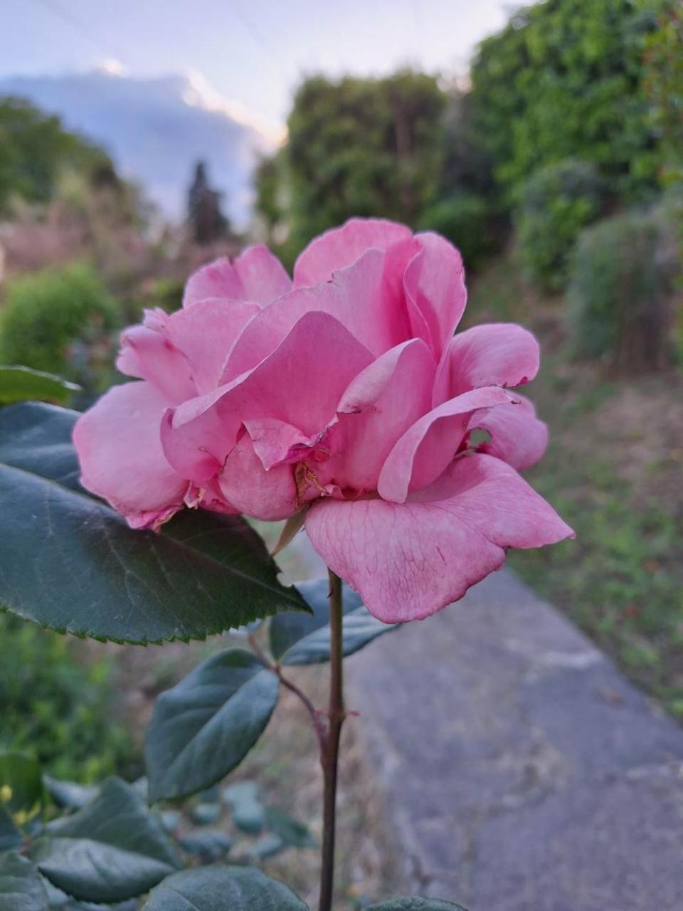 B&B Le Rose Di Paola Santa Maria a Monte Bagian luar foto